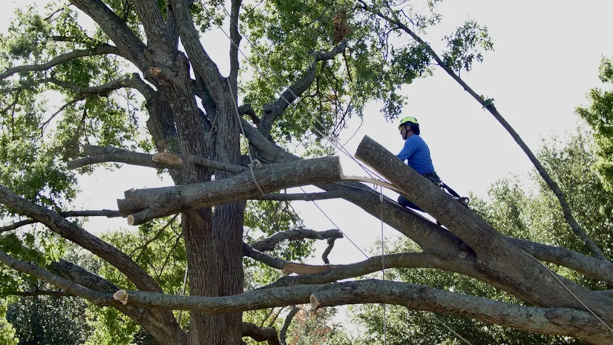 Professional Crown Thinning performed by certified arborists in Dunreith